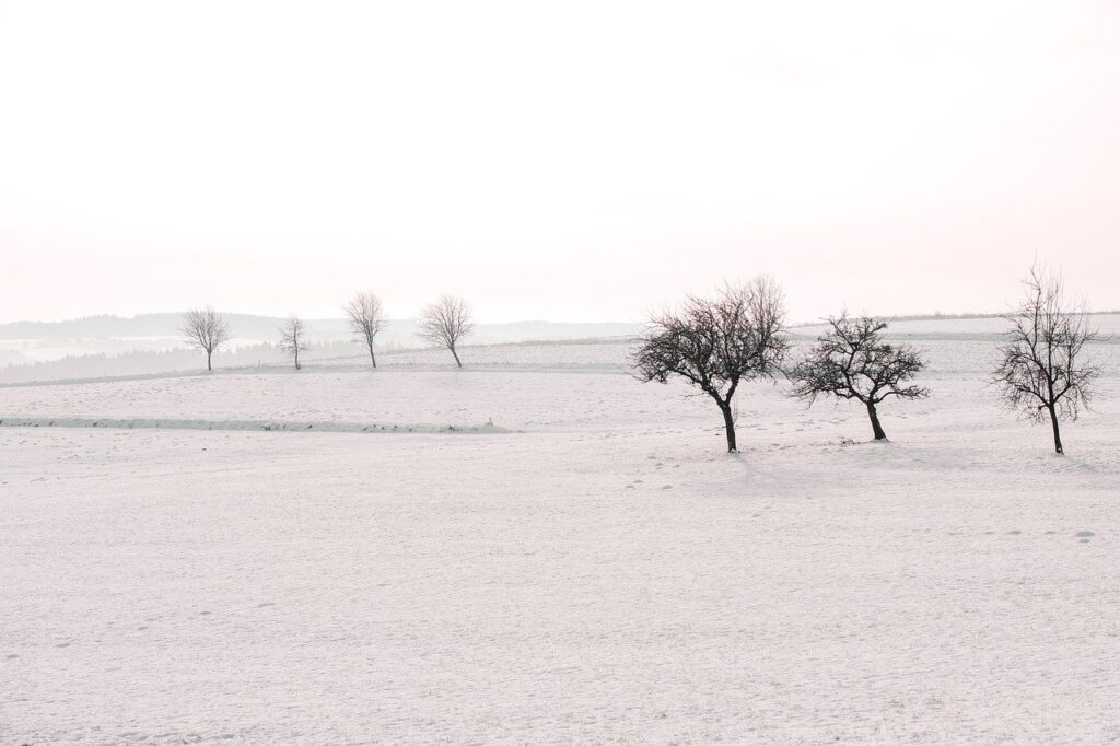 field, trees, snow