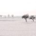 field, trees, snow