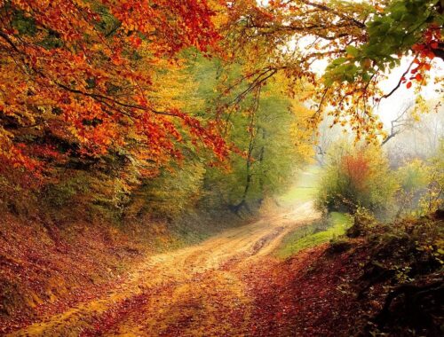 road, forest, season